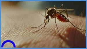 كيف تنتقل حمى غرب النيل للإنسان .. توضيح من مكافحة الأوبئة صحة وجمال شاهد المقال التالي من صحافة الأردن عن كيف تنتقل حمى غرب النيل للإنسان توضيح من مكافحة الأوبئة، عمان السوسنة أوض