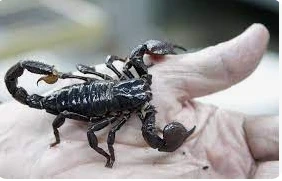 ما هو تفسير حلم لدغة العقرب لابن سيرين؟ ما هو تفسير حلم لدغة العقرب لابن سيرين؟، تعتبر من أكثر الأحلام المزعجة لدي الرائي حيث أن العقرب من الحشرات التي تسبب العديد من المشاكل في حا