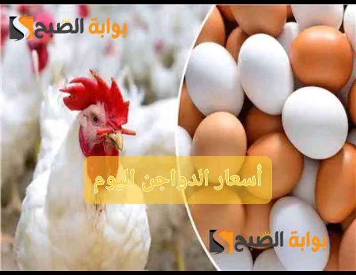 بشرى سارة للمواطنين..أسعار الدواجن في مصر اليوم السبت 13 يوليو 2024 يتابع عدد كبير من المواطنين أسعار الدواجن داخل جمهورية مصر العربية بشكل مستمر