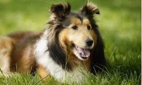 ما تفسير رؤية الكلاب في المنام لابن سيرين؟ تفسير رؤية الكلاب في المنام، تشيع رؤية الكلاب بكثرة في عالم الأحلام، وتعتبر من الرؤى الرائجة والتي يكثر البحث عنها، وللكلاب دلالات عدة وو