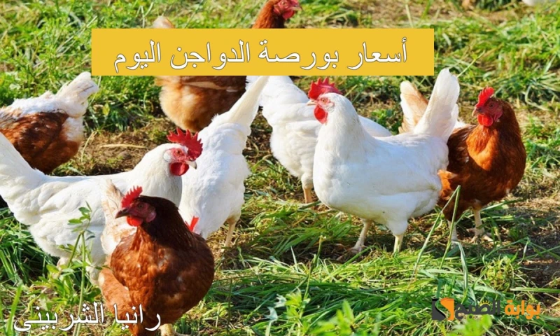 بكام الفراخ.. أسعار بورصة الدواجن اليوم الثلاثاء 2372024 والكتاكيت في الأسواق المصريةتزايدات معدلات البحث في الآونة الأخيرة عن أسعار بورصة الدواجن