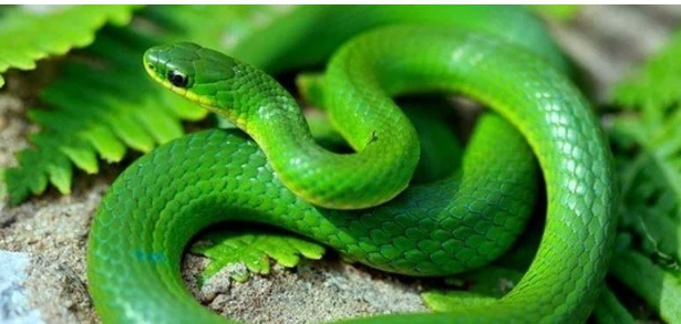 تفسير الثعبان في الحلم لابن سيرين وقتل الثعبان في الحلم وتفسير حلم ثعبان يهاجمني الثعبان في الحلم من أكثر الأحلام التي تثير الشك لدي رائيها فتجعله في