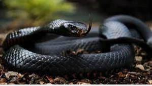 ما هو تفسير رؤية الثعبان الأسود لابن سيرين؟ ما هو تفسير رؤية الثعبان الأسود لابن سيرين؟، رؤية الثعبان الأسود في المنام تم تفسيرها من قبل الكثير فهي