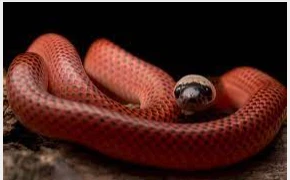 ما هو تفسير حلم الحية لابن سيرين وكبار العلماء؟ تفسير حلم الحية من الأحلام الغير مريحة للنفس وتعبر عن العديد من الأحداث المضطربة، حيث أن الحية هي رمز