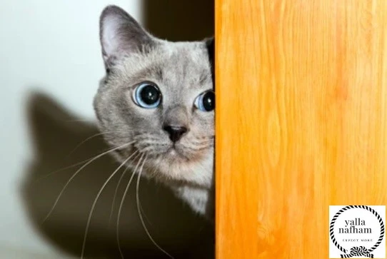 تفسير حلم قطة تهاجمني للمتزوجه ورؤية قطة تخدشني في يدي وتعضنيرؤية قطة تهاجمني للمتزوجهتفسير حلم قطة تهاجمني للمتزوجه ورؤية قطة تتمكن من خدش يد