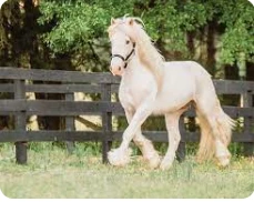 التفسيرات المختلفة لرؤية الخيل في المنام لابن سيرين التفسيرات المختلفة لرؤية الخيل في المنام لابن سيرين، تعتبر رؤية الخيل في الحلم من الأمور التي