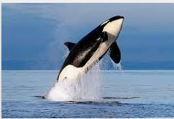 دلالات ابن سيرين لرؤية الحوت في المنام دلالات ابن سيرين لرؤية الحوت في المنام، إذا شاهدت الحوت في حلمك فعلى الأغلب تكون هناك تساؤلات كثيرة في رأسك