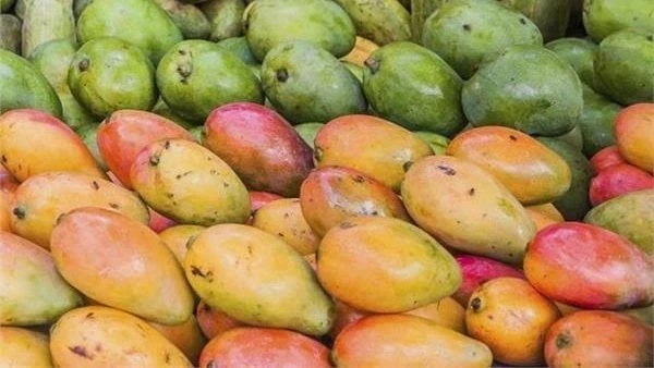 10 جنيهات.. مفاجأة في أسعار المانجو اليوم في الأسواقتراجعت أسعار المانجو اليوم الاربعاء مقارنة بأسعارها خلال تعاملات أول الأسبوع الجاري. وخلال الموسم