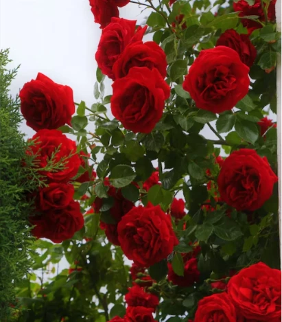 تعرف على تفسير حلم الورده لابن سيرين تفسير حلم الورده، إن الأزهار من الأشياء السارة والمبهجة التي قد يراها الإنسان خلال حياته اليومية وكذلك خلال