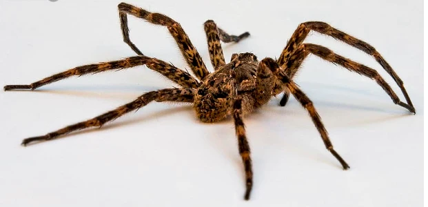 تعرف على تفسير الحلم العنكبوت لابن سيرين تفسير الحلم العنكبوت، تعتبر رؤية العنكبوت من الرؤى المحيرة عند الكثيرين منها، ولا شك أن رؤيته تثير الفزع