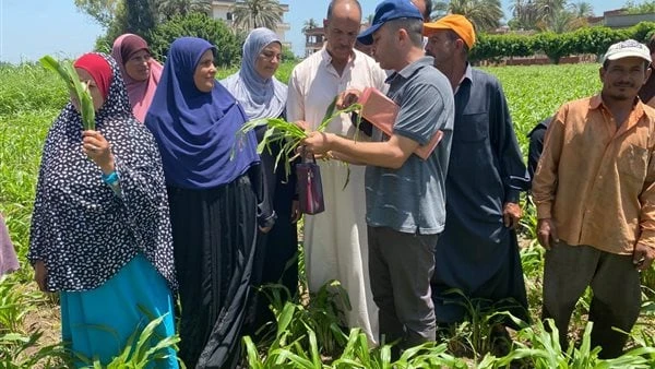 الزراعة: وقاية النباتات يكثف حملاته المرورية على المحاصيل الصيفيةأعطى علاء فاروق وزير الزراعة و استصلاح الأراضي، تكليفاته، بتعزيز الدور الارشادي للباحثين و التواجد المستمر مع المزا