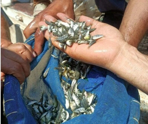 لزيادة المخزونات السمكية.. إطلاق مليون وحدة زريعة سمكية في بحيرة مريوطتشهد بحيرة مريوط عملية إطلاق لمليون وحدة زريعة سمكية، وذلك في إطار جهود الدولة