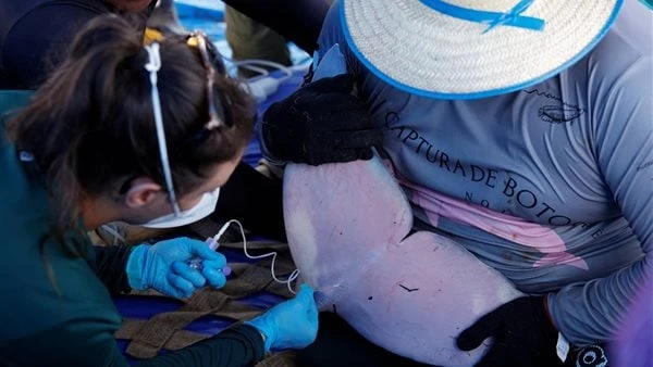 علماء يدرسون تأثير تغير المناخ على دلافين الأمازون الورديةتمكن فريق من علماء الأحياء والأطباء البيطريين والصيادين، من احتجاز مجموعة من دلافين المياه