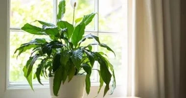 أفضل 6 نبات لوضعها أمام الباب لتحسين طاقة المنزل.. منها شجرة المال المرأة والمنوعات شاهد المقال التالي من صحافة مصر عن أفضل 6 نبات لوضعها أمام الباب