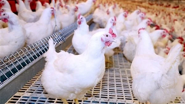 الفراخ تودع ال70 جنيهاتراجع غير مسبوق في أسعار الدواجن.. وكرتونة البيض مفاجأةشهدت أسعار الدواجن في الأسواق، تراجعا كبيرا اليوم، حيث سجلت اليوم في