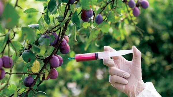 حكم الأغذية المعدلة وراثيا.. دار الإفتاء تشرح المسألة من الناحية الشرعية والعلميةورد إلى دار الإفتاء المصرية، سؤال يقول (ما حكم الأغذية المعدلة