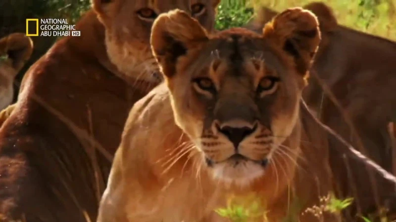 اشبع شغفك تجاه الحياة البرية .. استقبل تردد قناة ناشيونال جيوغرافيك ابو ظبي 2024تعتبر قناة ناشيونال جيوغرافيك واحدة من أبرز القنوات المتخصصة في تقديم