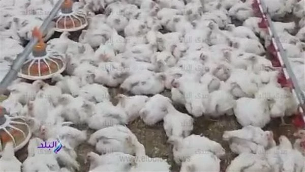 بحوث الصحراء يدعم مزارعي التجمعات بسيناء بمشروعات تربية الدجاج البياض أصدر مركز بحوث الصحراء تقريرا يتضمن حصاد أنشطته البحثية والخدمية والارشادية