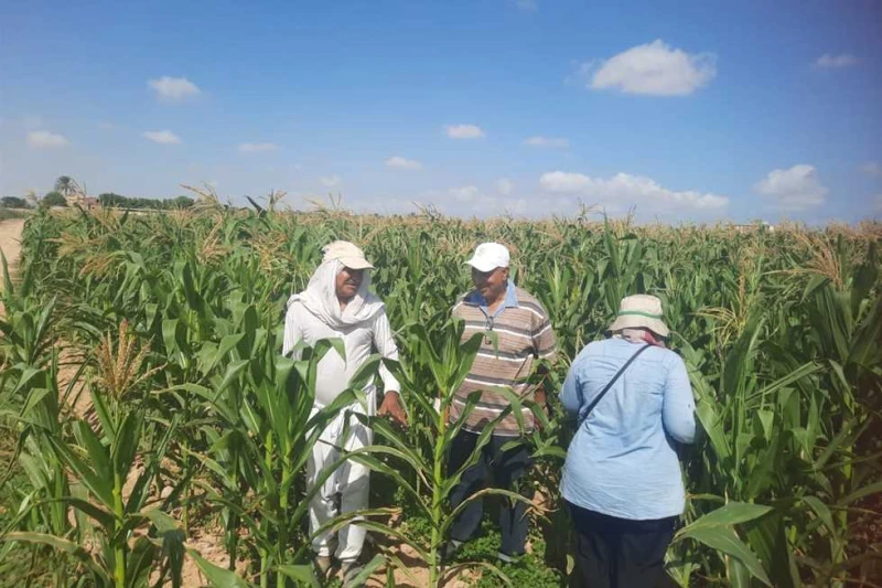 لمحاصيل القطن والذرة.. إطلاق قوافل زراعية لمعاينة الأمراض الصيفية بالإسكندرية بدأت مديرية الزراعة فى الإسكندرية، تسيير قوافل فنية لمعاينة المحاصيل الصيفية ورصد أى إصابات بالأمراض ا