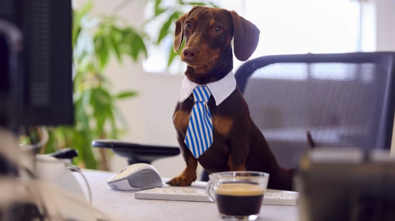 هل أنت كلب؟.. مواليد الأبراج النارية ممنوعون من العمل في قلب مدينة صينية صاخبة، كانت إحدى شركات النقل تستعد لاستقبال دفعة جديدة من الموظفين، وتقدم للوظائف عدد كبير من الشباب الطموح