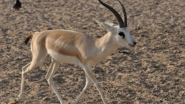 حيوان بحرف الراء ر أسماء الحيوانات حول العالميوجد الكثير من الحيوانات التي تبدأ بحرف الراء، كما تعد هذه الحيوانات من اكثر الحيوانات المشهورة والأشخاص