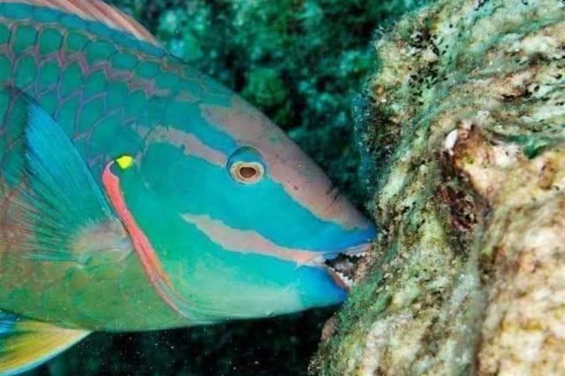 أستاذ الطب الشرعي بطب الإسكندرية تحذر من سمك الببغاء: تصيب الإنسان بالتسمم حذرت الدكتورة مها غانم، أستاذ الطب الشرعي والسموم في كلية الطب بجامعة