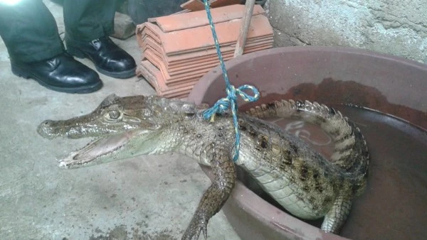 تمساح ترعة أبو صير تحت السيطرة.. من الرشاح إلى قفص حديقة الحيوان نجحت مديرية الطب البيطري في الجيزة بالتعاون مع أجهزة الأمن وعدد من الجهات التنفيذية