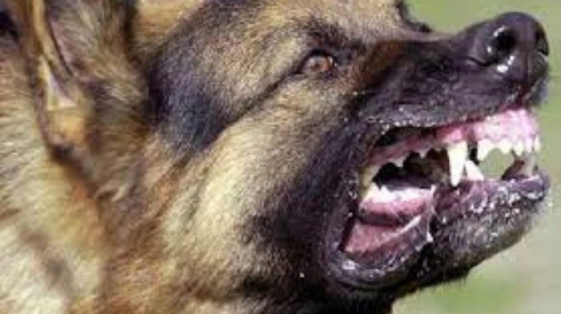 كلب ضال يعقر٧ اشخاص بمنطقة العبودي بالفيوم شهدت منطقة العبودي التابعة لقسم شرطة أول الفيوم حالة من الرعب والفزع عندما هاجم كلب مسعور أهالي المنطقة