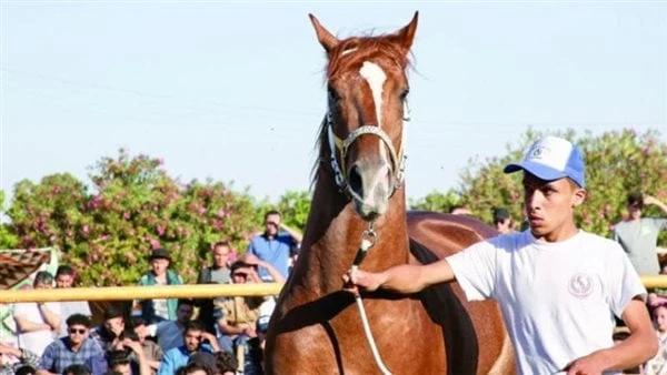 حكم عمل مسابقات للخيل والإبل.. دار الإفتاء تجيبورد إلى دار الإفتاء المصرية، سؤال يقول (ما حكم عمل مسابقات للخيل والإبل؟ وهل يجوز تحديد جائزة للفائز