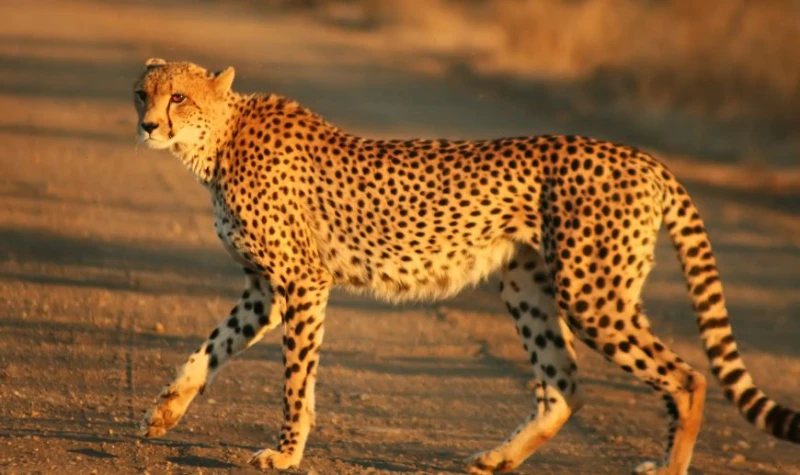 حيوان بحرف الشين ش أسماء الحيوانات حول العالميوجد الكثير من الحيوانات التي تبدأ بحرف الشين حول العالم، كما ان هذه الحيوانات تتكون مميزة كثيرا عن
