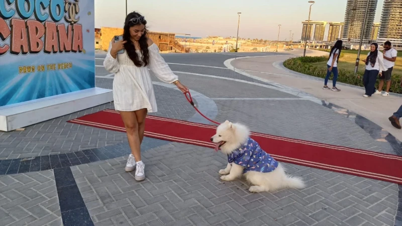 100 مسا تعالى نروح فرح الكلاب دي100 مسا تعالى نروح فرح الكلاب دي-----