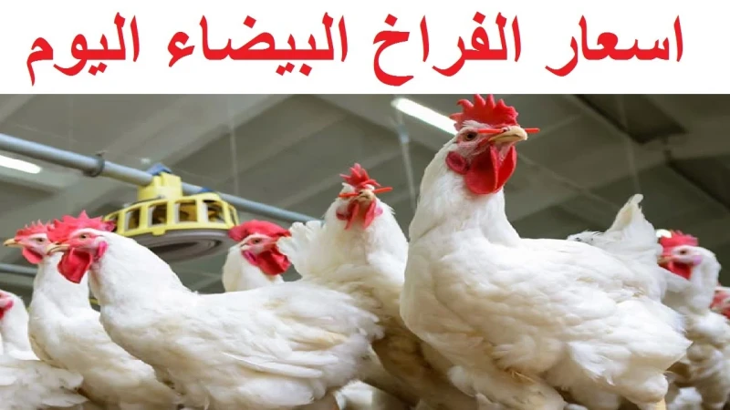 الفراخ بكام النهارده.. سعر الفراخ اليوم الاحد 11 أغسطس في مصر.. ياترى سجلت كامفي الفترة الماضية كان هناك حالة من الانقلاب وعدم الاستقرار في أسعار