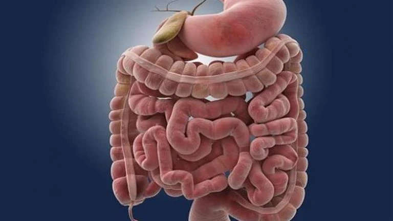 علماء يكتشفون سر إبطاء حرق الدهون أثناء الصيام لايف ستايل لايف ستايل، علماء يكتشفون سر إبطاء حرق الدهون أثناء الصيام،07 00 ص الأحد 25 أغسطس 2024 وجد