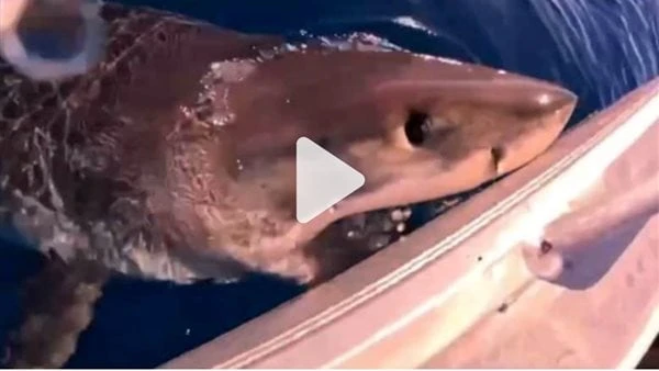 لحظات مرعبة.. صيادون يتفاجئون بانقضاض قرش أبيض على قاربهمتمكن صيادان قبالة سواحل أستراليا من تصوير لحظة مثيرة، وذلك عندما حاصرت سمكة قرش قاربهما وقامت بعضه. قرش أبيض يهاجم قارب صيد
