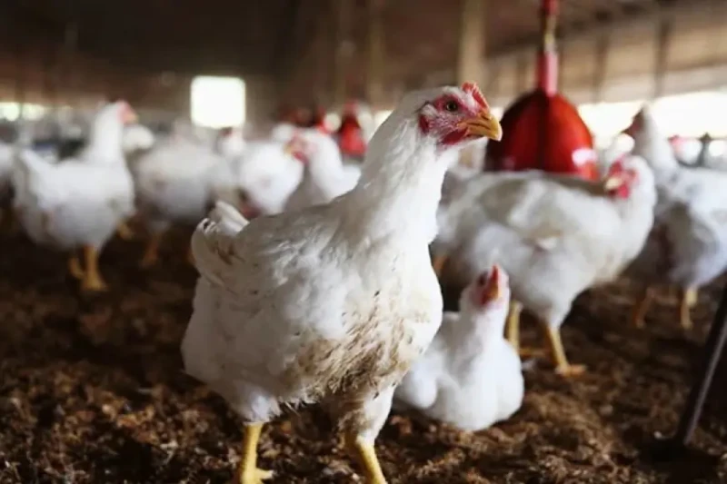 الدواجن البيضاء بكام النهارده؟.. بورصة الدواجن اليوم اسعار الفراخ البيضاء الخميس 15 أغسطس 2024 من أكثر الأمور التي تشغل اهتمام المواطنين وخاصة