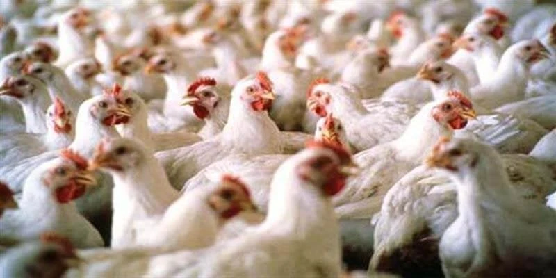 في بورصة الدواجن.. أسعار الفراخ والبيض اليوم السبت 3 أغسطس 2024أسعار الدواجن.. استقرت أسعار الدواجن اليوم السبت 3 أغسطس 2024 داخل بورصة الدواجن،