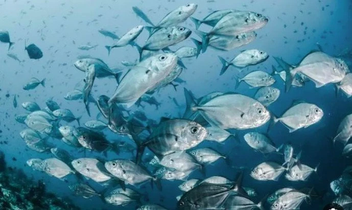 لن تتوقع إلى ماذا يشير؟.. تفسير حلم السمك في المنام منوعات الاسبوع منوعات الاسبوع، لن تتوقع إلى ماذا يشير؟ تفسير حلم السمك في المنام،رؤيا السمك في