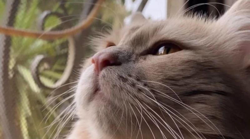 تائه منذ 3 أيام.. سيدة ترصد مكأفاة كبيرة لمن يجد القط سكر بقلب متلهف وحزين ترجت سيدة فاعلي الخير للبحث معها عن قطها الضائع بسبب أسرة وصفتها بغير المسؤولة.ونشرت مايا أحمد تفاصيل ما