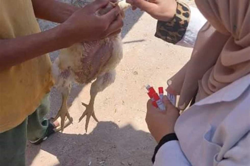 تحصين 652 ألفا و497 طائرا ضد مرض أنفلونزا الطيور في المنيا أكد اللواء عماد كدواني، محافظ المنيا، أن الدولة تهتم بتنمية الثروة الحيوانية والداجنة، وتعمل على زيادتها لتحقيق إنتاج وطن