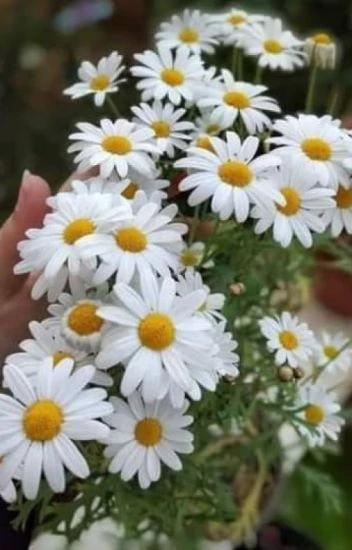 رواية الاقحوان القرمزي الفصل الثاني 2 بقلم دودو محمد رواية الاقحوان القرمزي الفصل الثاني 2 بقلم دودو محمد -----