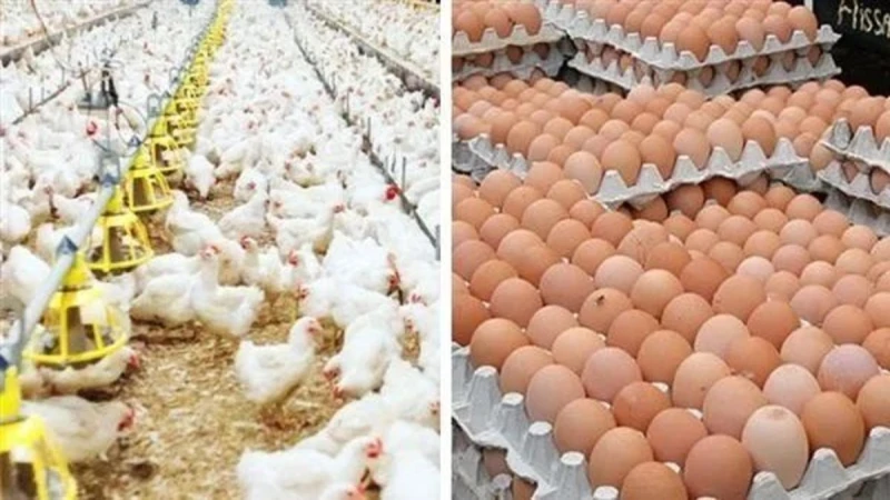 أسعار الفراخ اليوم 28-8-2024 بعد تراجعها بقوة بالأسواقأسعار الفراخ اليوم 28-8-2024 بعد تراجعها بقوة بالأسواق.. استمرت أسعار الدواجن في الأسواق في