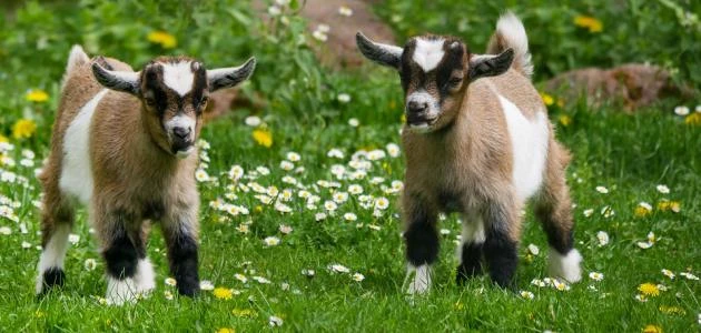 عبارات عن فصل الربيع 40 اجمل ما قيل في الربيع شعر؟يبحث الكثير من الأشخاص عن عبارات الربيع الجميلة والمميزة التي يمكن أن يتم كتابتها ونشرها في فصل