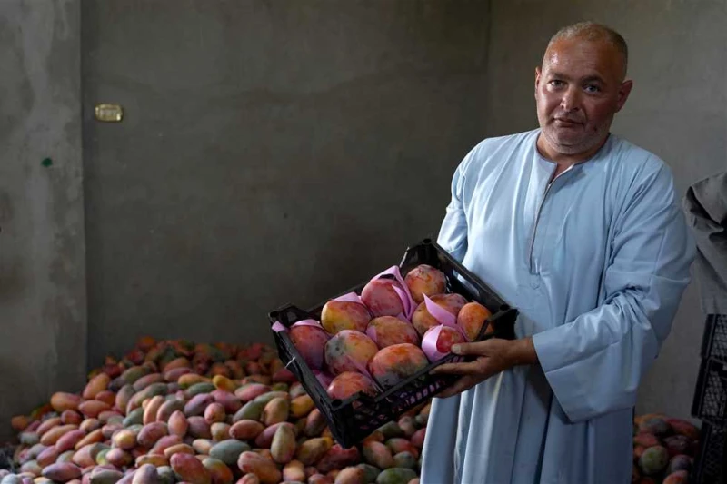 قبل انتهاء الموسم.. تعرف على أسعار المانجو في الأسواق أسعار فاكهة المانجو.. يبحث الكثير من المواطنين، عبر محرك البحث جوجل عن أسعار المانجو بأنواعها، في هذه الأيام، تزامنا مع اقتراب