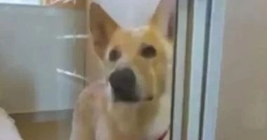 مليونير أمريكي يزعم فاعلية حبوب إطالة العمر: أنقذت كلبي من السرطان المرأة والمنوعات المرأة والمنوعات، مليونير أمريكي يزعم فاعلية حبوب إطالة العمر