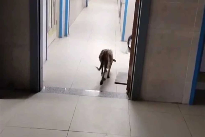 صحة قنا تحيل مسؤولين بمستشفى الصدر إلى التحقيق بسبب كلب قال الدكتور أشرف السيد، المتحدث الرسمي باسم مديرية الصحة بقنا، إنه إيماء إلى ما هو متداول عبر