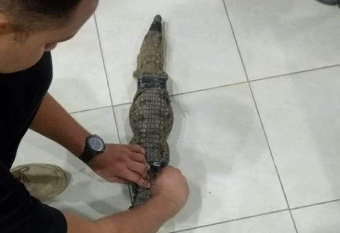 طوله متر، محافظة الجيزة تعلن نقل تمساح البدرشين إلى بني سويف (صور) شهدت مواقع التواصل الاجتماعي، خلال الساعات الأخيرة، حالة من الجدل والخوف، بسبب انتشار فيديو يوضح العثور على تمساح