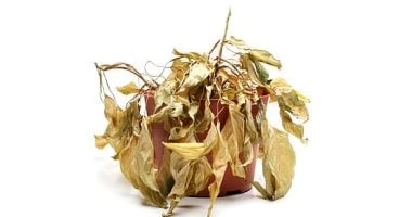 7 سلوكيات خاطئة تتسبب فى تقتل النباتات المنزلية.. احذرها المرأة والمنوعات المرأة والمنوعات، 7 سلوكيات خاطئة تتسبب فى تقتل النباتات المنزلية