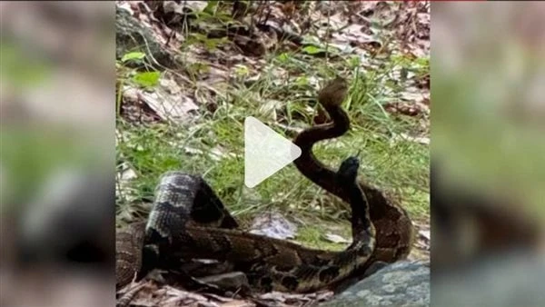 معركة طاحنة بين ثعبانين من نوع نادر في ولاية أمريكيةشاهدت سيدة مع مجموعة من الأشخاص خلال قيامهم بالجري داخل متنزة في ولاية ماساتشوستس الأمريكية، ثعبانين يقومان بالتعارك مع بعضهما.ذ