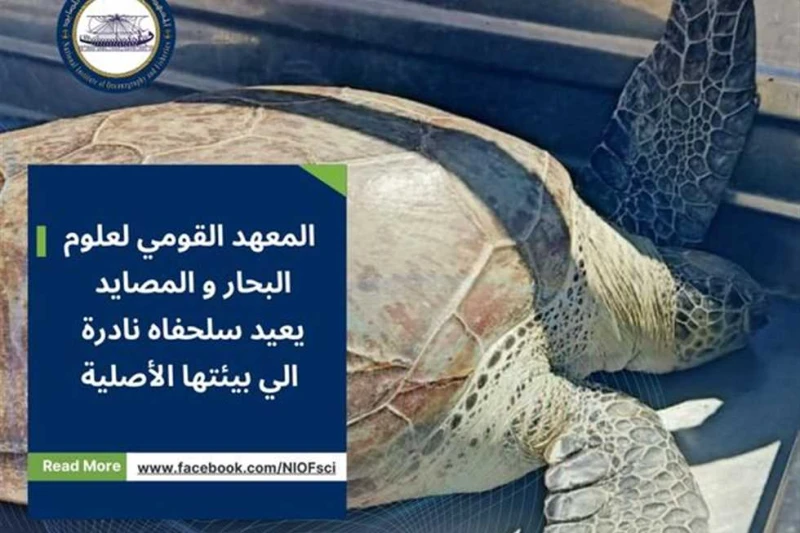 من النوع النادر.. علوم البحار يعيد سلحفاة خضراء إلى موطنها الأصلي (صور) أعلنت الدكتورة عبير السحرتى، رئيس المعهد القومى لعلوم البحار والمصايد، في