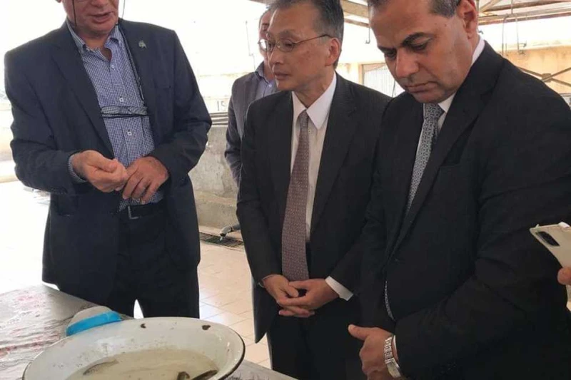 مشروع مصري ياباني لزيادة إنتاجية أسماك البلطي النيلي 28 السلالات المحلية تنفذ مصر واليابان مشروعا لتطوير سلالة اسماك البلطي عبر تقينة الهندسة الوراثية وغيرها من طرق التربية التقليد
